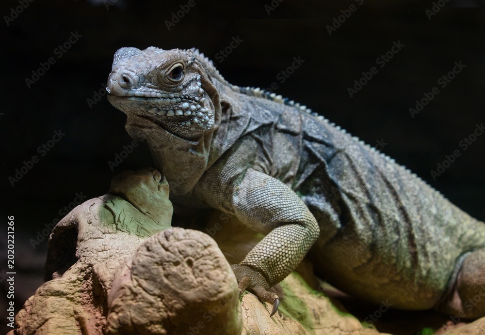 Fototapeta premium iguana on a tree