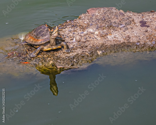 Konstfotografi A Indian roofed turtle
