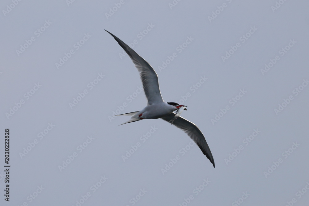 Obraz premium common tern
