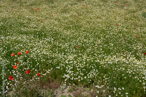 Matricaria chamomilla in bloom