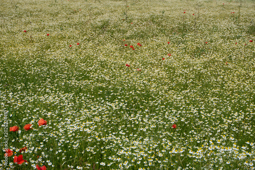 Matricaria chamomilla in bloom