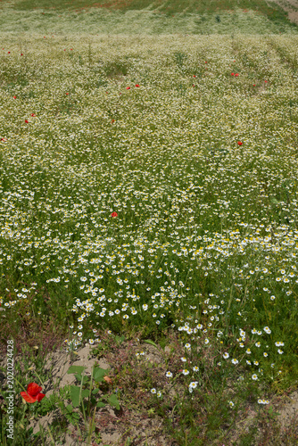 Matricaria chamomilla in bloom