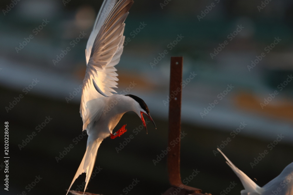 Bild auf Leinwand common tern