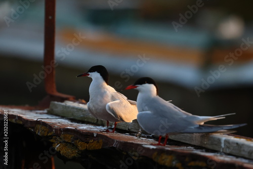 common tern