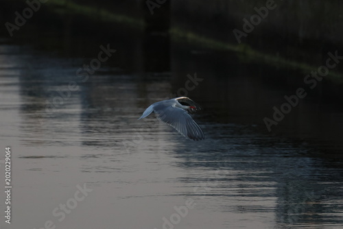 common tern
