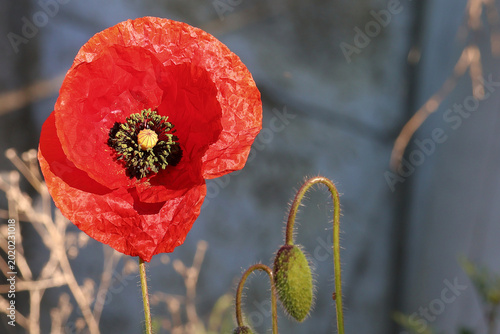 Flower of a red poppy in close-up. Remembrance poppy.