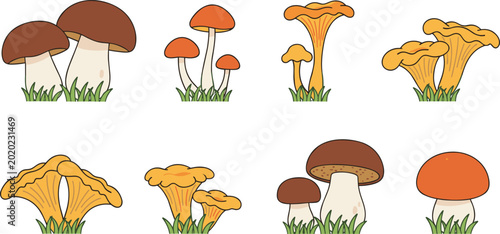 Foto Mushroom illustrations with diverse species, colorful caps, and cartoon-style ve