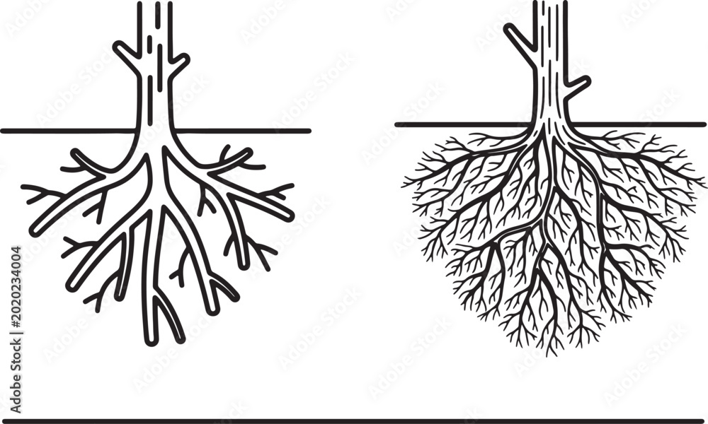 Fotografie Comparison of two contrasting tree root systems: deep taproot vs
