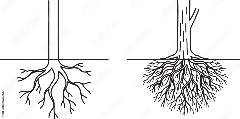 Foto Comparison of two tree root systems: taproot vs
