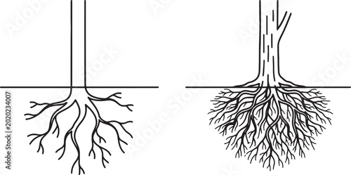 Foto Comparison of two tree root systems: taproot vs