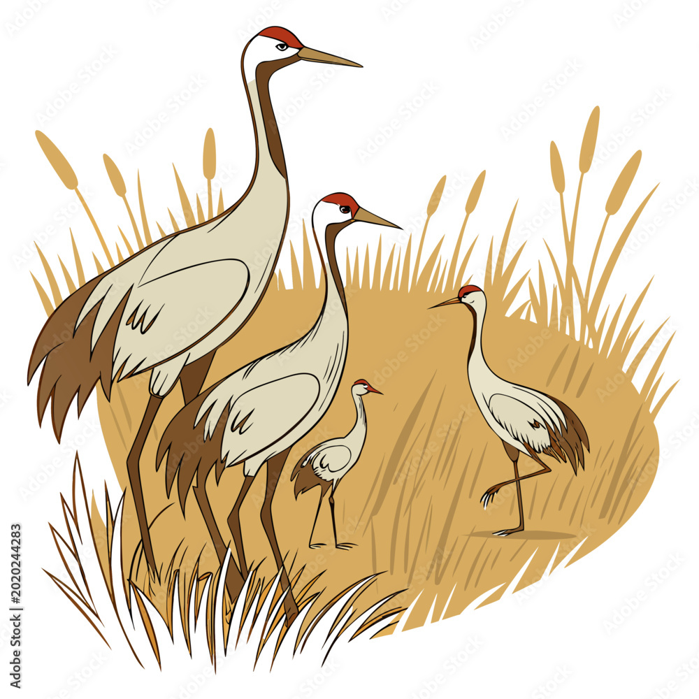 Obraz premium Family of cranes illustration with long legs and necks in a golden grassy field