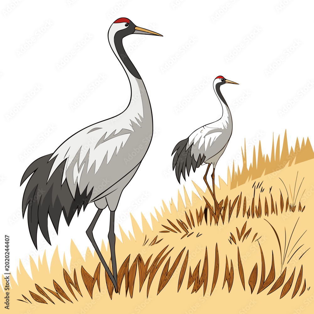 Obraz premium Two cranes standing in tall grass colorful vector illustration on a light background