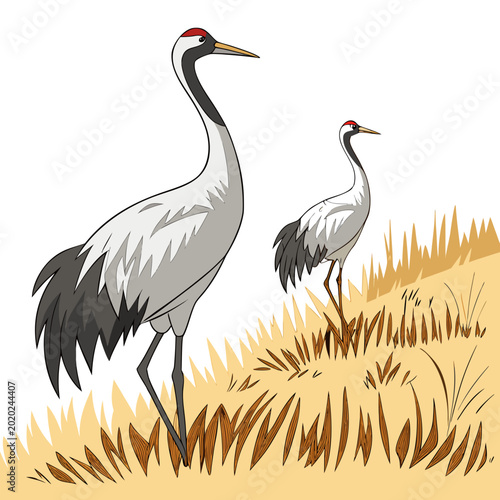 Obraz na płótnie Two cranes standing in tall grass colorful vector illustration on a light backgr