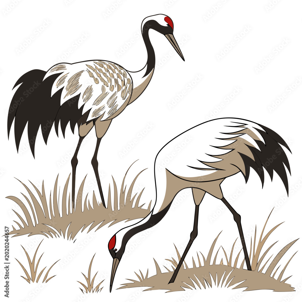 Fototapeta premium Two cranes foraging in grassy field detailed vector illustration with white background