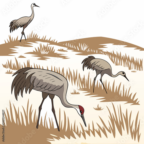 Photos sandhill cranes foraging in a grassy field detailed vector illustration with a n