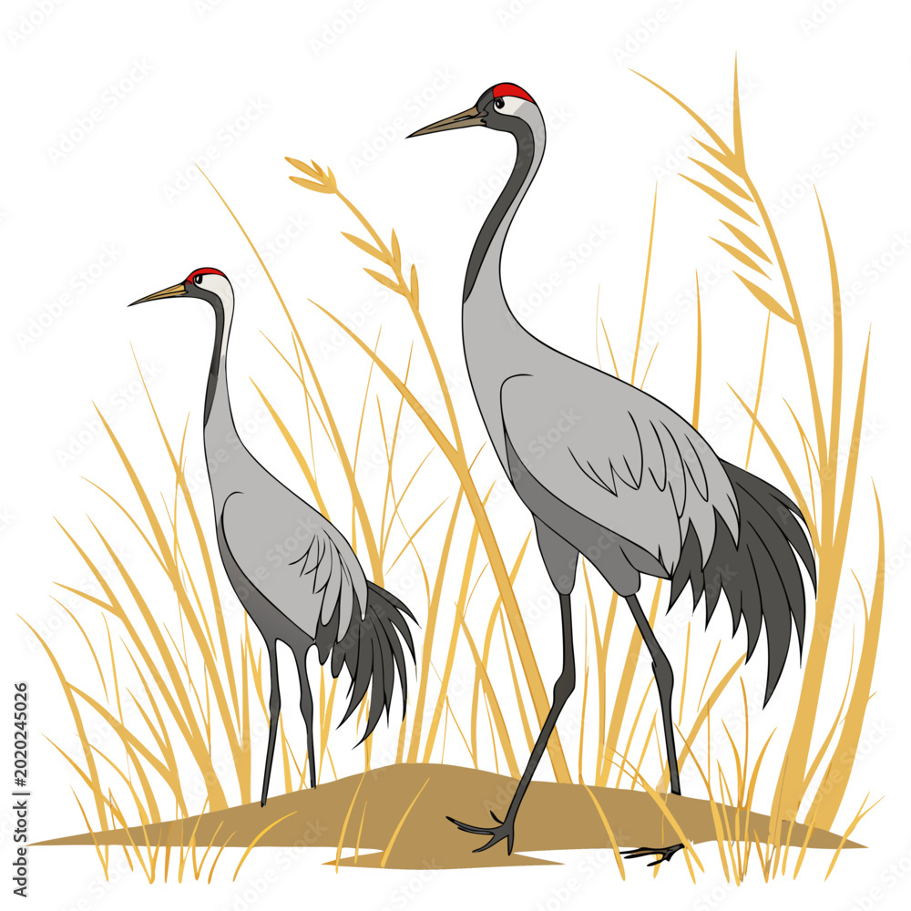 Fototapeta premium Two gray cranes standing in tall golden grass detailed vector illustration on a white background