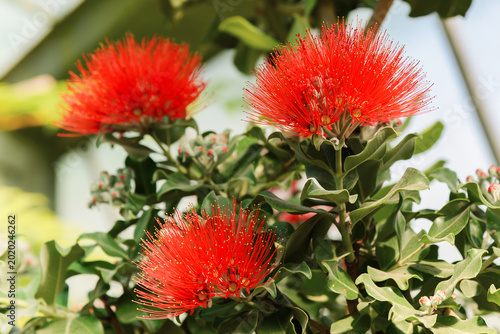 Bright red pohutukawa flowers blooming on tropical tree branch. Exotic New Zealand Christmas tree with vibrant fluffy blossoms and soft green natural background.