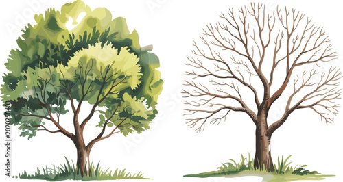 Photos Realistic green and leafless tree vector collection isolated on white background