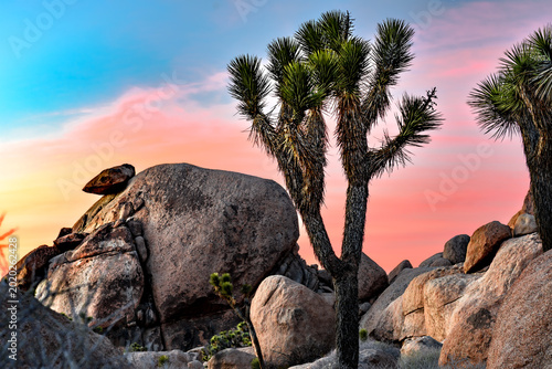 Canvas Print colorful sunset looking at a joshua tree and boulders at joshua tree national pa