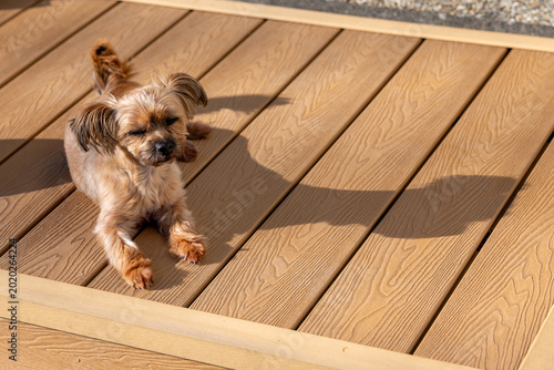 Photos Small mixed breed dog resting on modern WPC terrace decking in sunny outdoor home environment