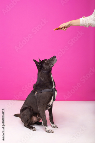The black dog is given a treat