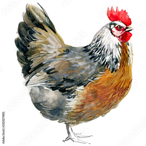 Fotografija Watercolor illustration of a purebred silver grey Dorking hen standing full body
