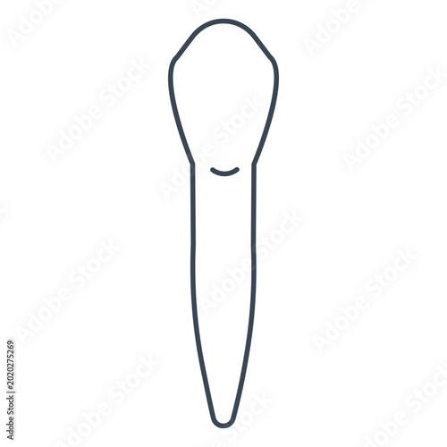 Foto White incisor tooth figure