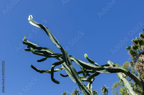 Tall Twisted Desert Cactus Against Clear Blue Sky At Huntington Botanical Gardens Los Angeles California Scenic Nature