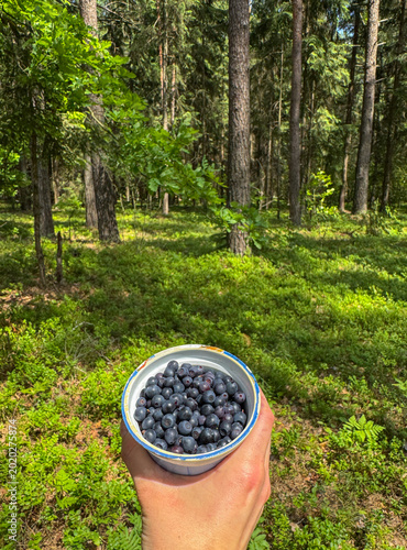 freshly picked blueberries in a forest