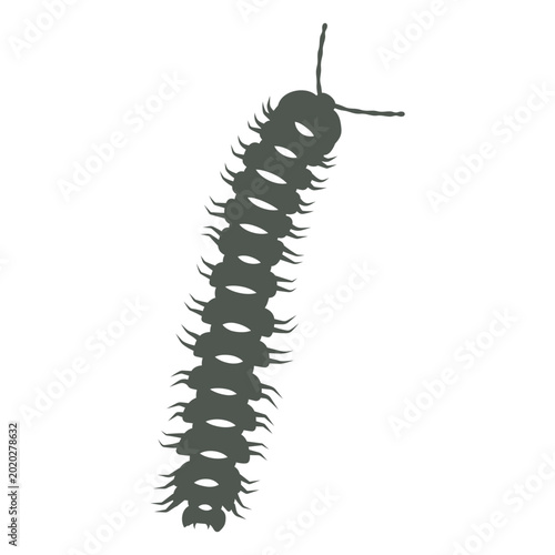 Obraz na plátně A centipede in the shadows
