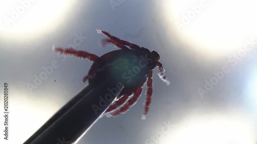 Closeup of researcher removing tick specimen. Scientific imaging showing tick with disease risk indicators. Educational depiction of tick removal highlighting danger of encephalitis and borrelia