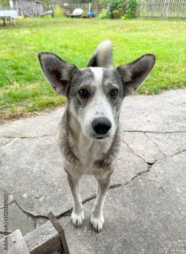 eared gray dog ​​on the porch