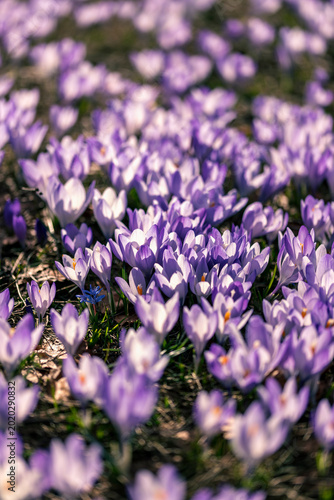 purple crocus flowers