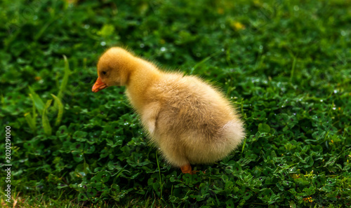 baby goose in grass