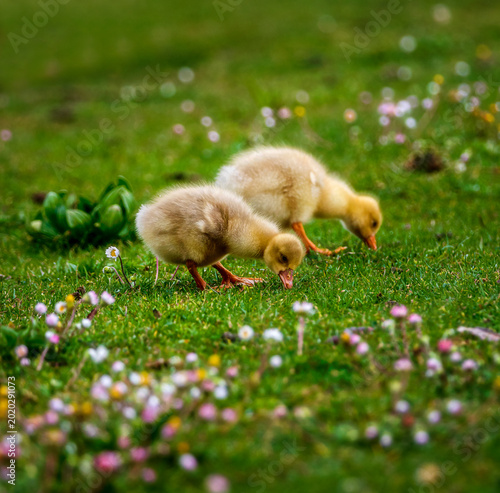 baby duck in the grass