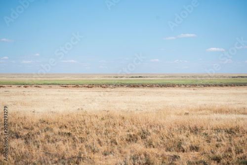 Canvas Print Herd of saiga antelopes running through the vast spring steppe during migration