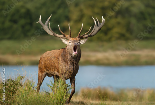 Tableau sur toile Red deer stag roaring by the pond during rutting season in autumn