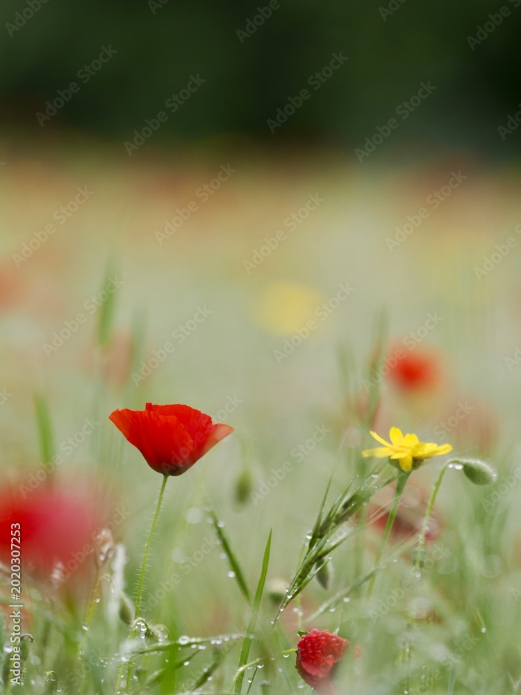 Fototapeta premium Field of Red Poppies and Yellow Wildflowers in Spring