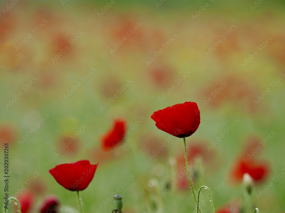 Naklejka premium Red poppy flowers in the field