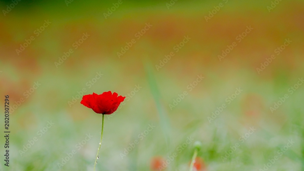 Fototapeta premium Red Poppy Flower in a Green Field