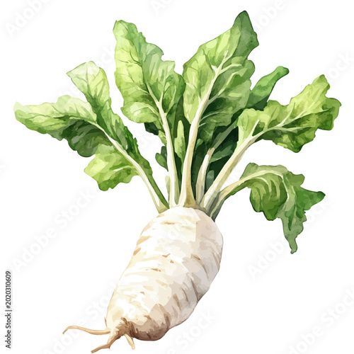 Fotografie Arrowroot, watercolor clipart showing delicate textures and whimsical forms, isolated on a white background
