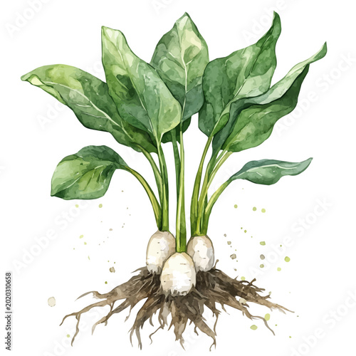 Tableau sur toile Arrowroot, watercolor painting with colorful accents, isolated on a white background