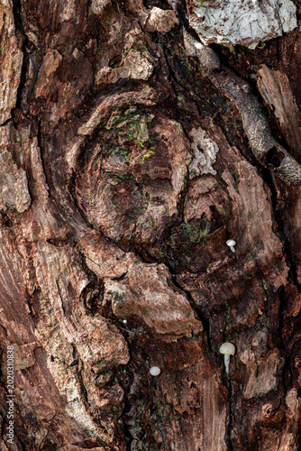 Bild auf Leinwand Close-up of aged tree bark texture featuring rough, cracked, and layered wood grain forming a unique organic composition
