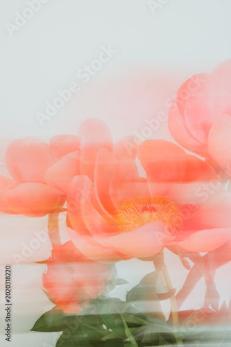 Amazing chinese pink peonies on light background. Card Concept, copy space for text, shot with Intentional Camera Movement for motion blur
