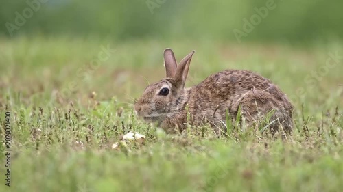 Cottontail bunny rabbit eating apple in grassy field blurry background