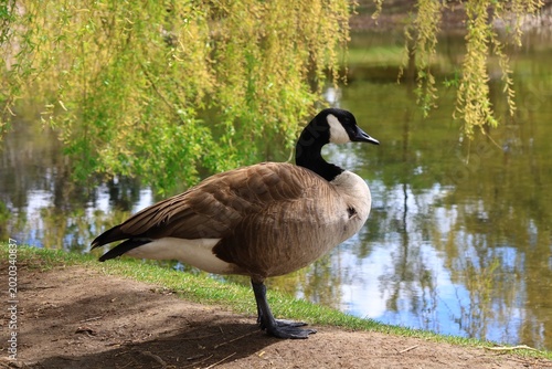 Canada Goose Standing on Riverbank with Hanging Leaves and Reflective Water in Early Spring