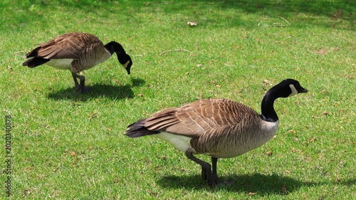 Two Canada Geese in Spring Field, One Standing on One Leg and One Feeding