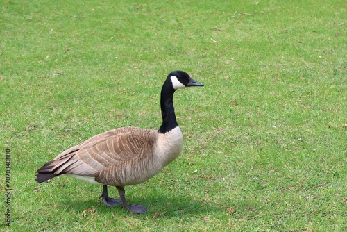 Canada Goose Standing on Green Grass in Spring Looking into the Distance