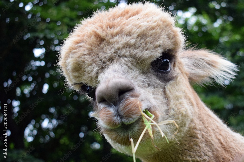 Obraz premium Cute Alpaca Close-Up with Grass in Mouth