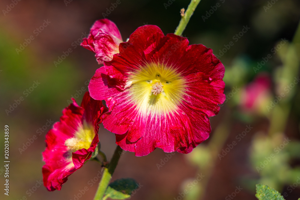 Obraz premium Common hollyhock - latin Alcea rosea - ornamental dicot flowering plant of family Malvaceae in open park garden during summer blossom season